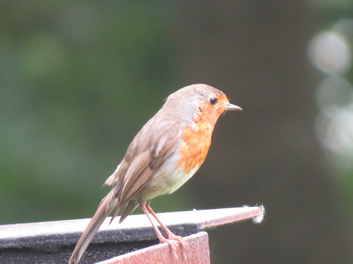 European Robin - ML647274330