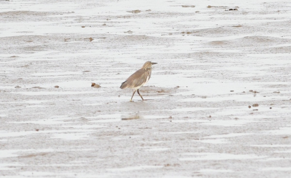 Chinese Pond-Heron - ML647274353