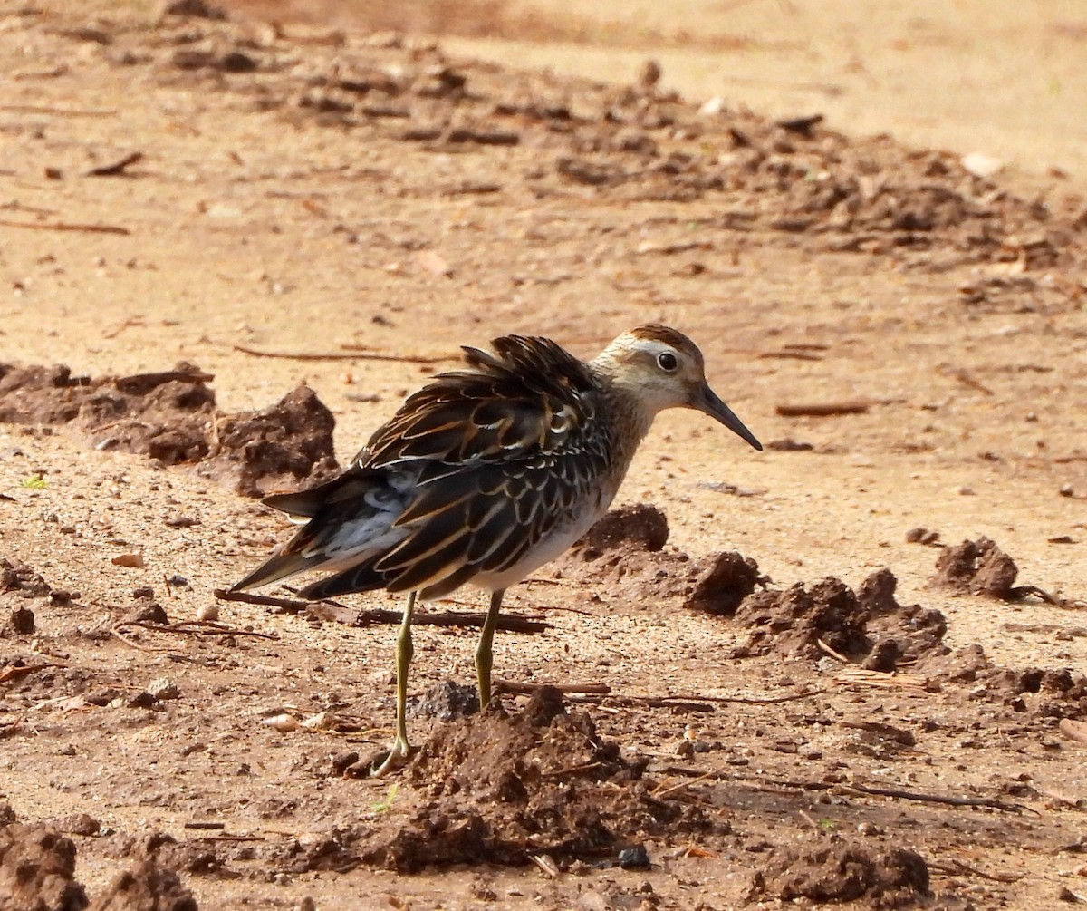 尖尾濱鷸 - ML647274355