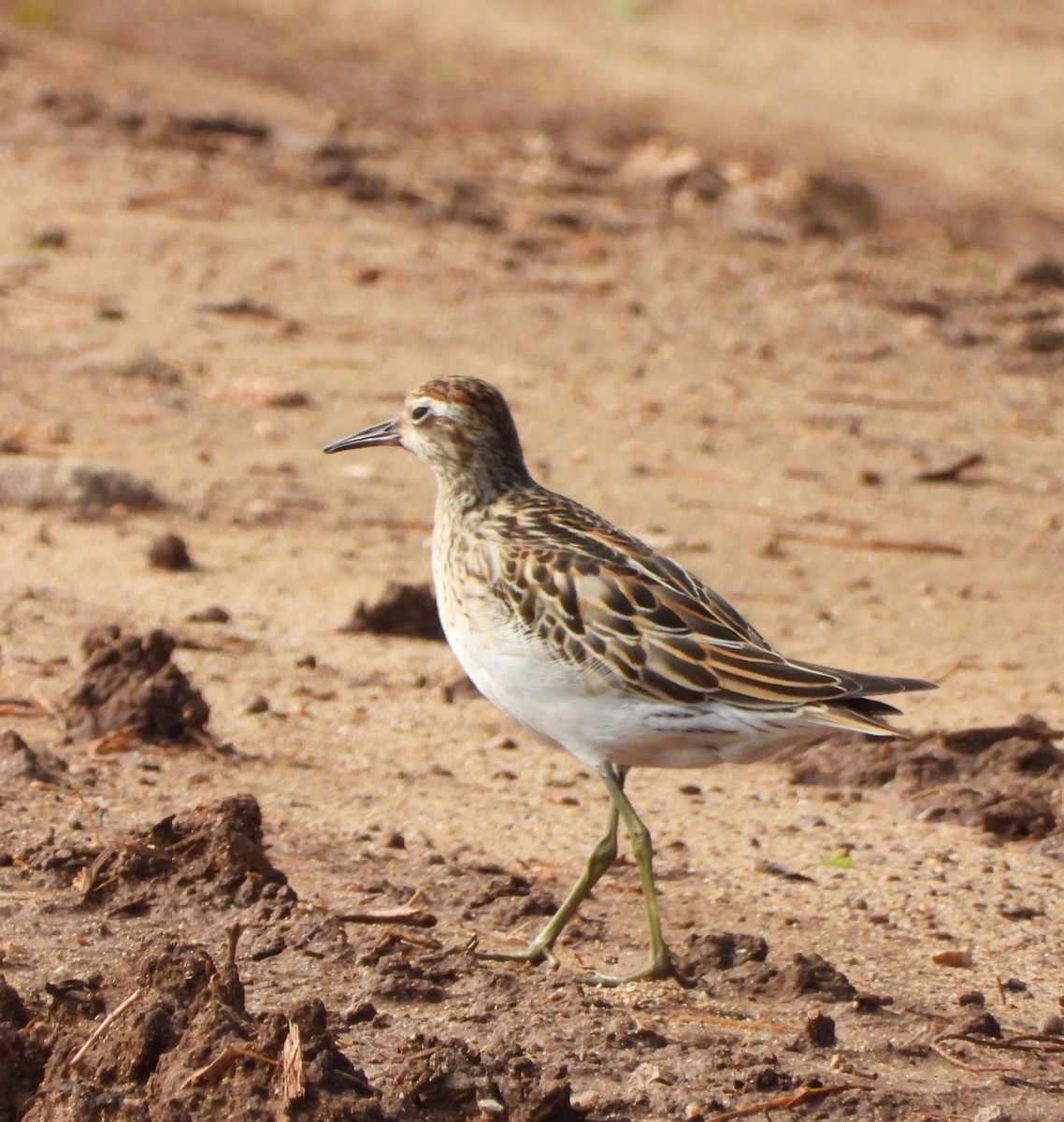 尖尾濱鷸 - ML647274356