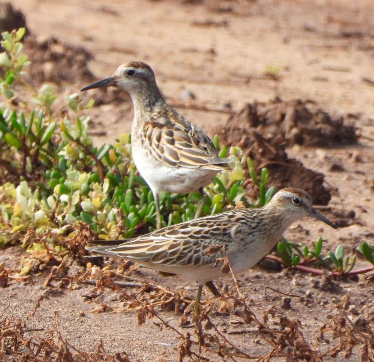 尖尾濱鷸 - ML647274357