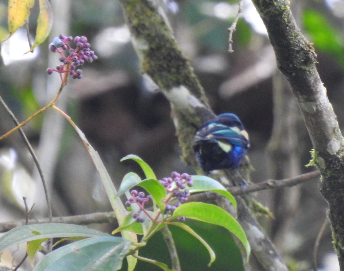 Blue-necked Tanager - ML647274358