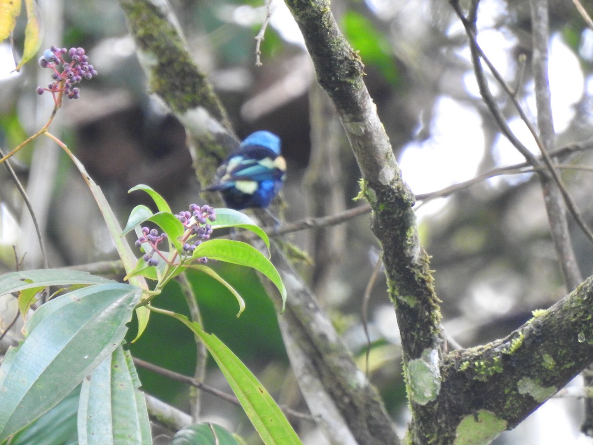Blue-necked Tanager - ML647274359