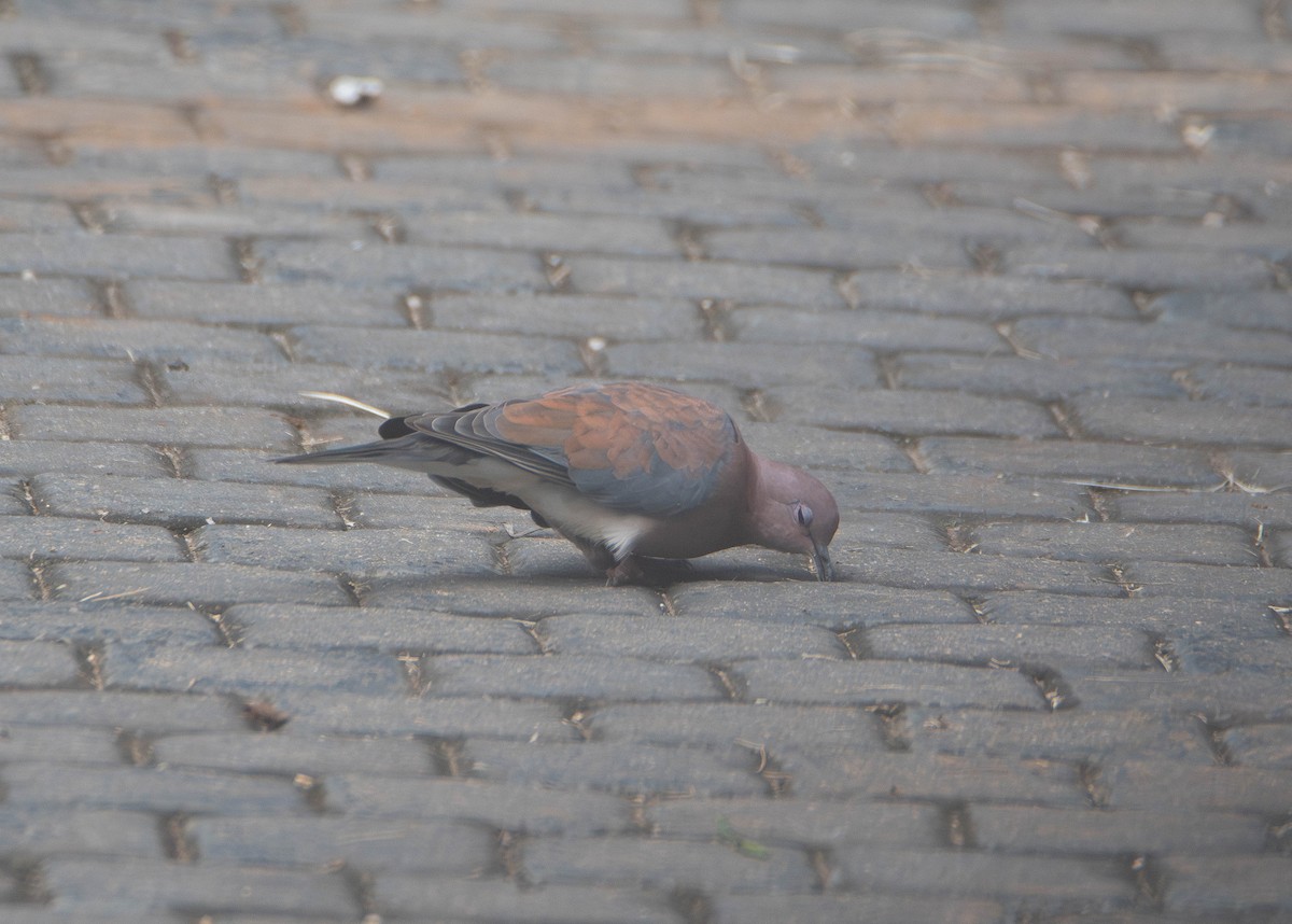 Laughing Dove - ML647274360