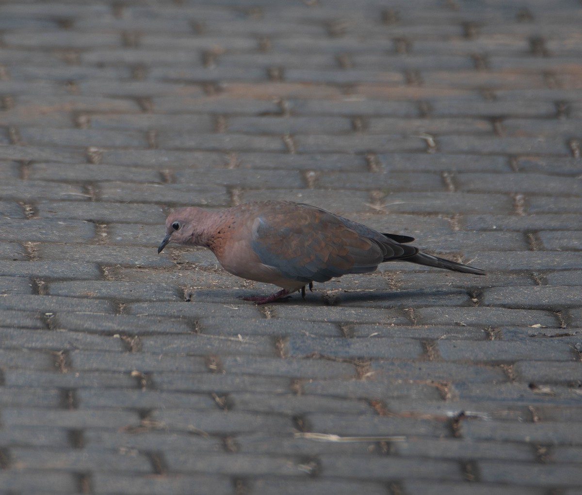 Laughing Dove - ML647274361
