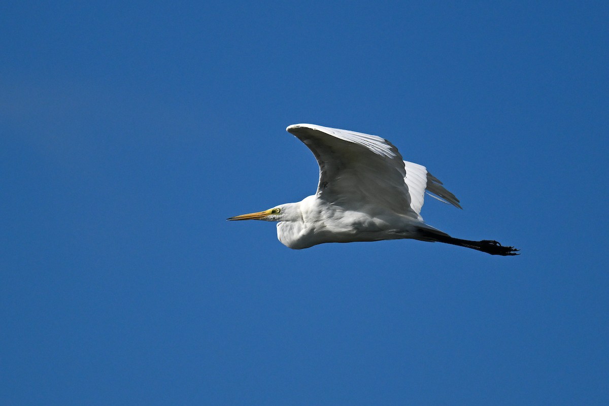 大白鷺 - ML647274362