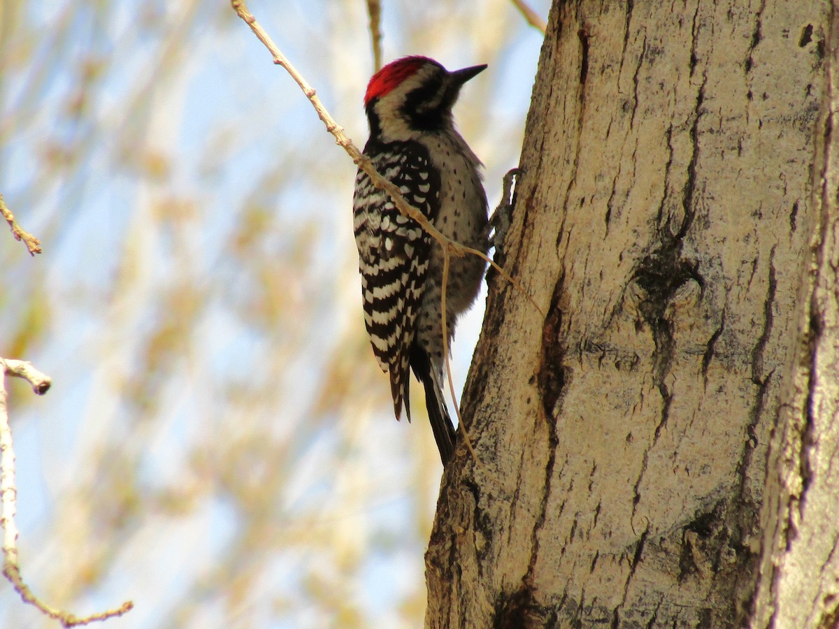 Ladder-backed Woodpecker - ML647274363