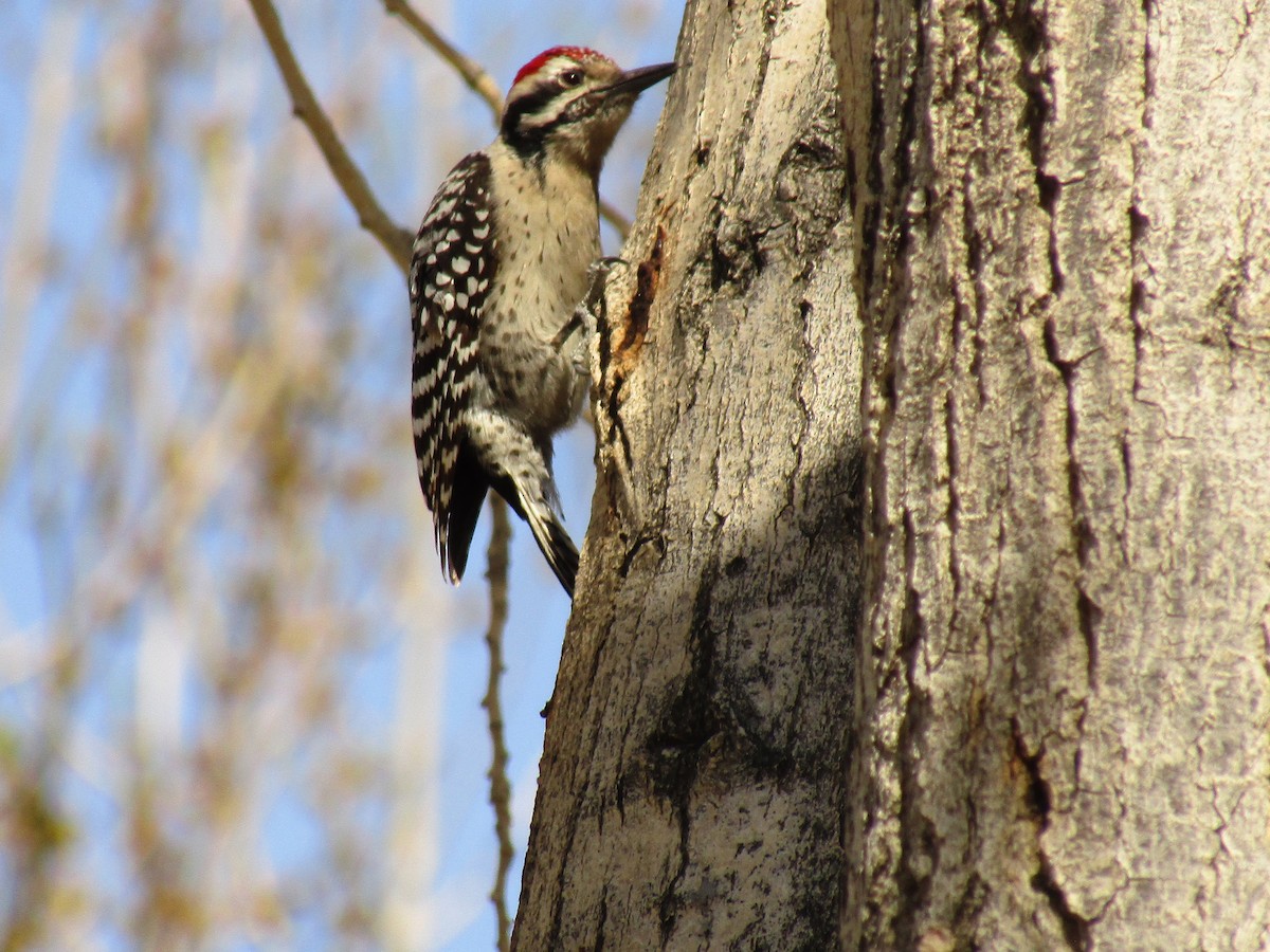 Ladder-backed Woodpecker - ML647274364