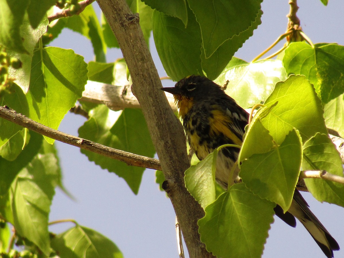 Yellow-rumped Warbler (Audubon's) - ML647274366