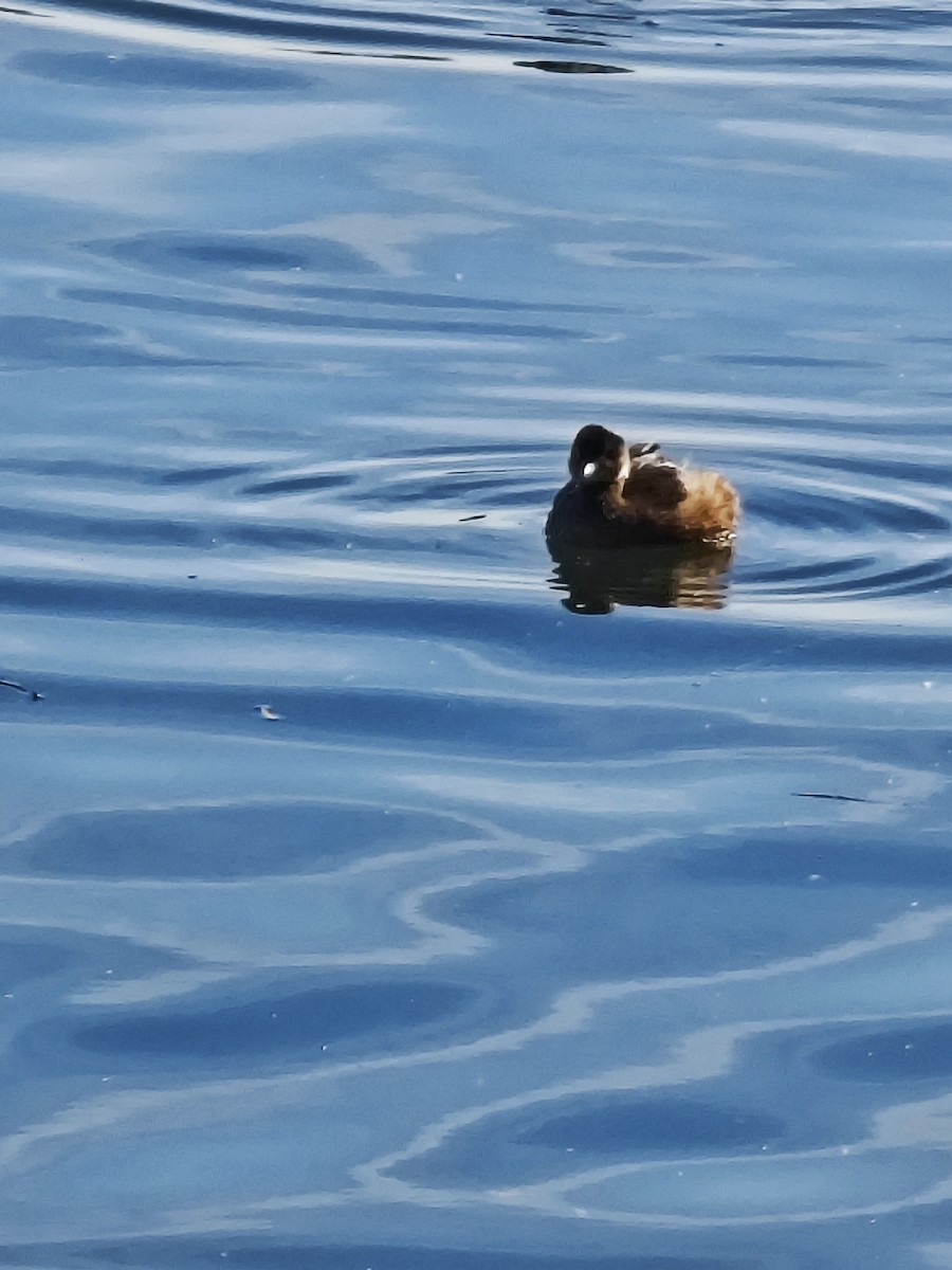 小鸊鷉 - ML647274368