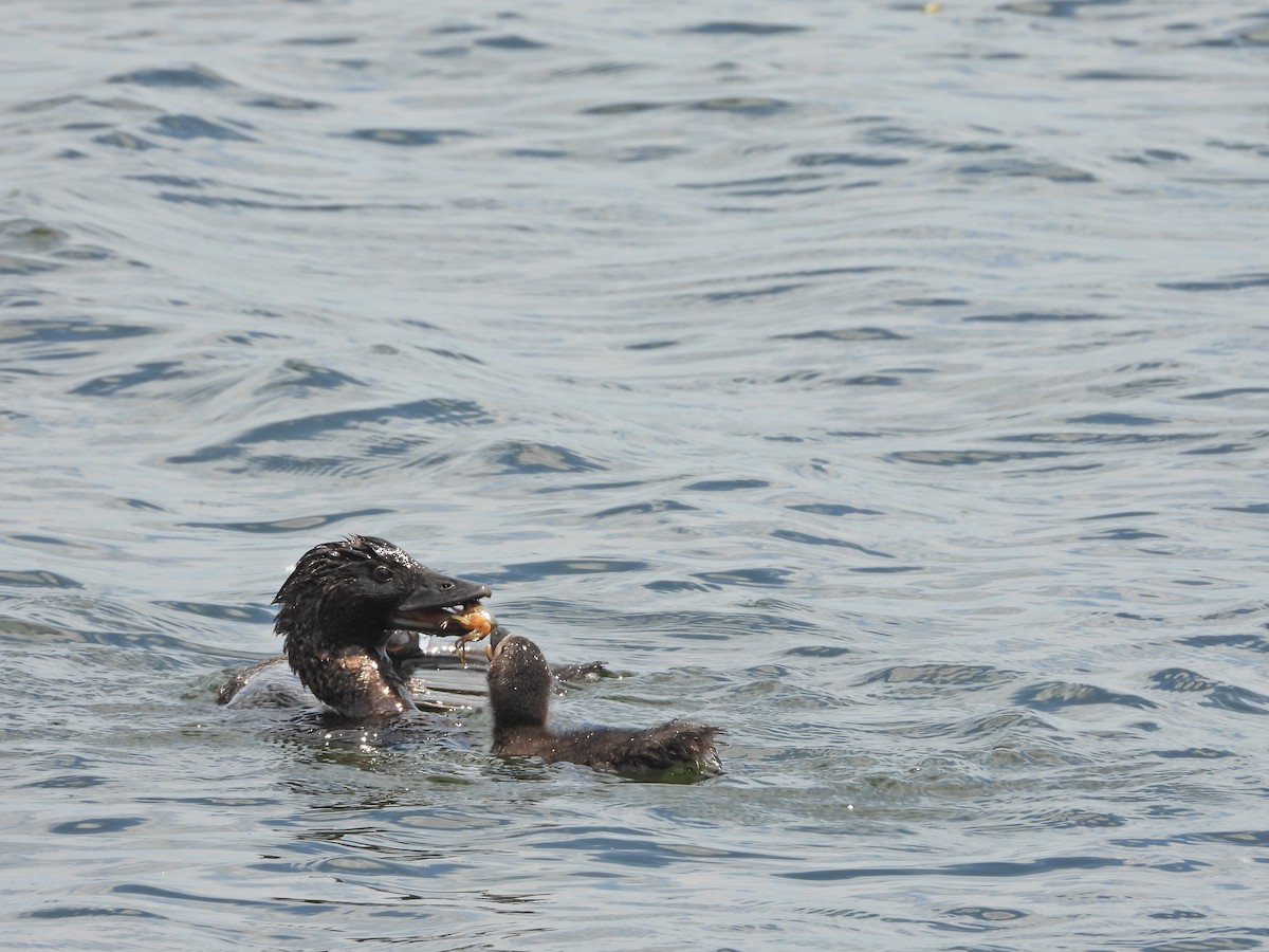 Musk Duck - ML647274369