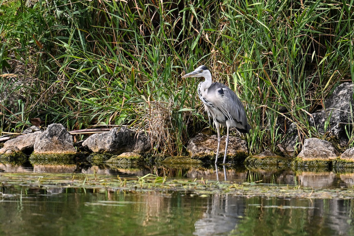 蒼鷺 - ML647274370