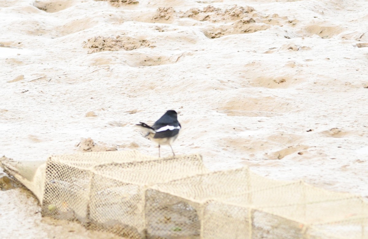 鵲鴝 - ML647274371