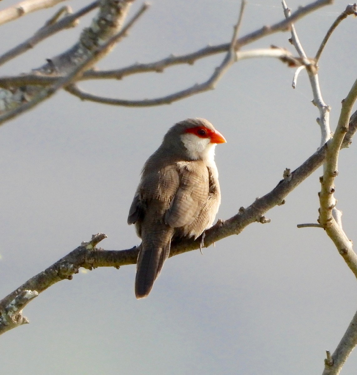 橫斑梅花雀 - ML647274372