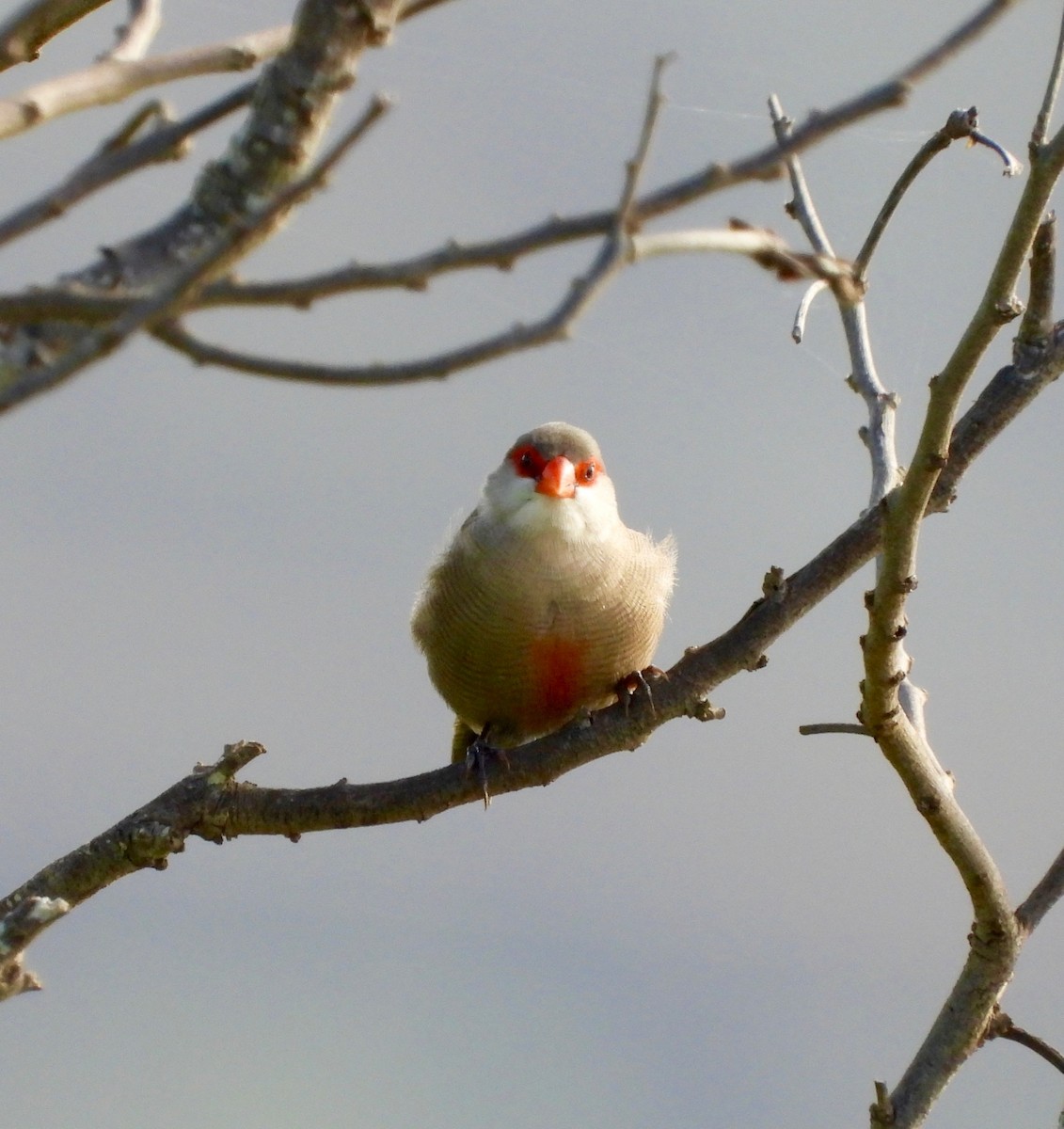 橫斑梅花雀 - ML647274373