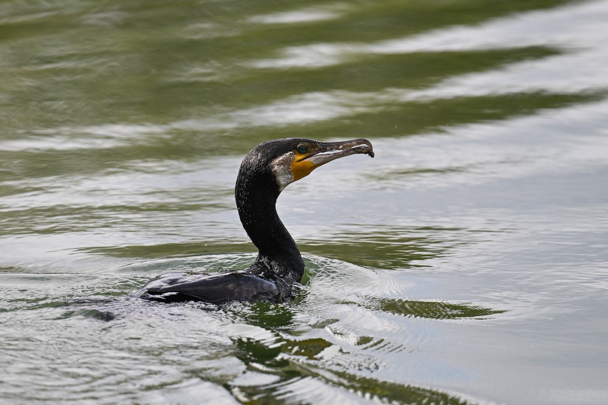 鸕鷀 - ML647274374