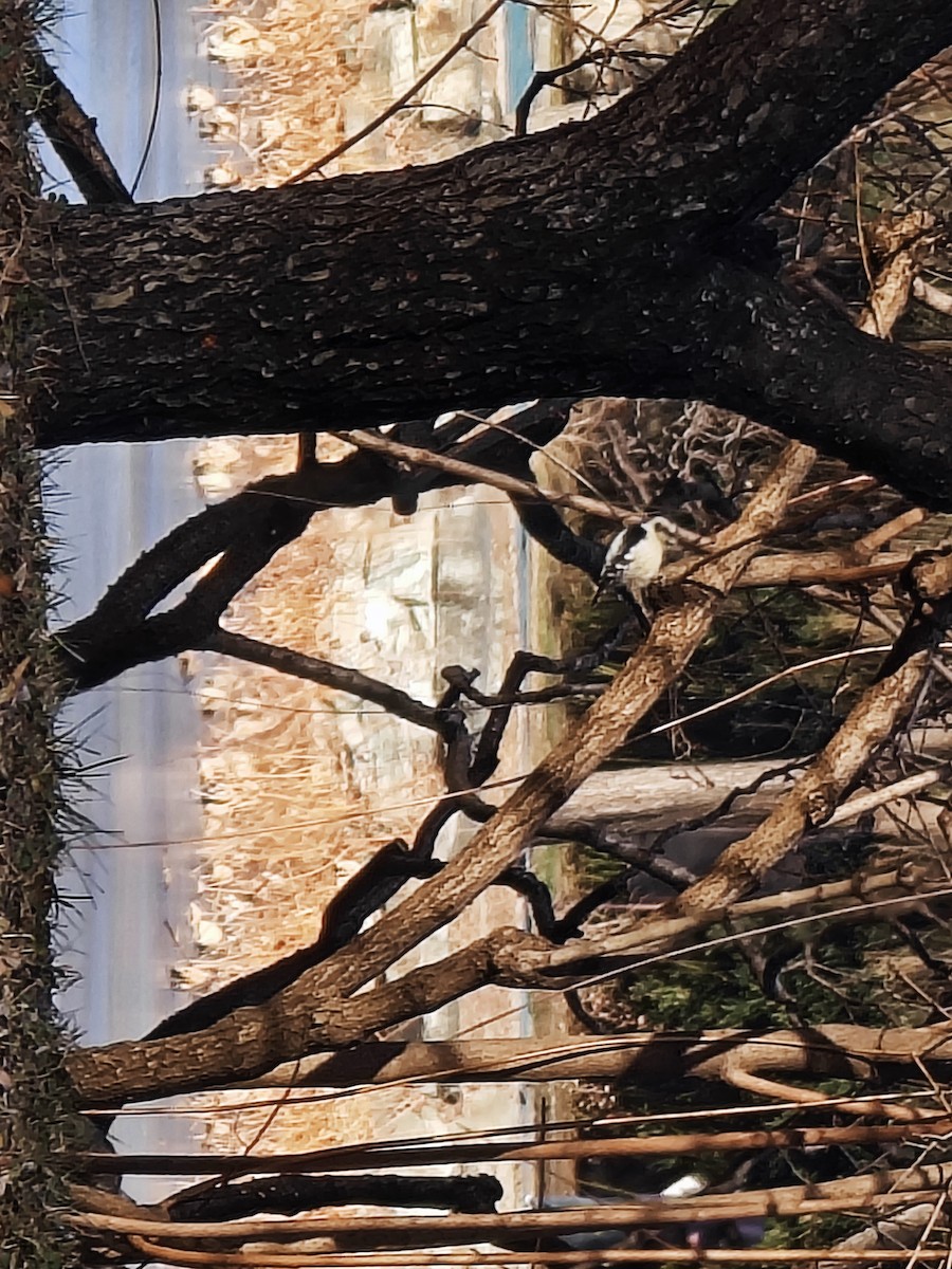 小啄木 - ML647274375