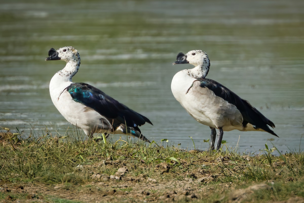 Knob-billed Duck - ML647274376