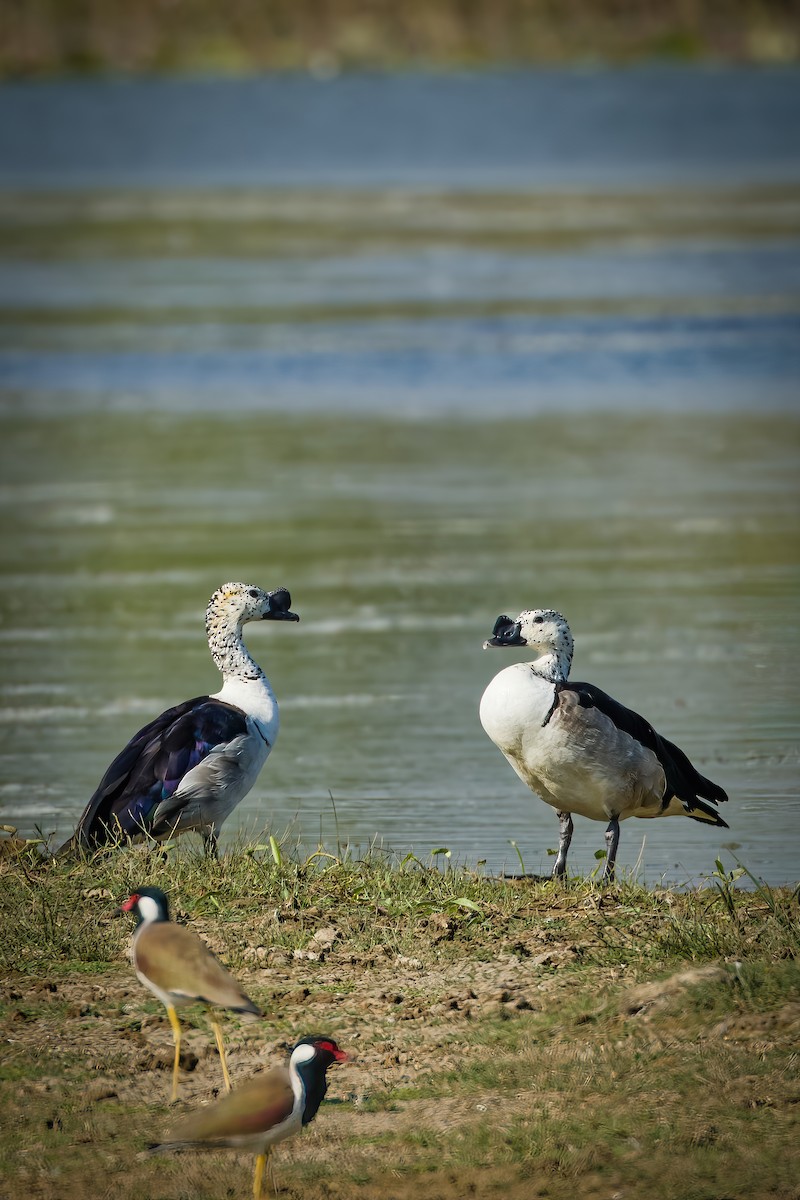 Knob-billed Duck - ML647274377
