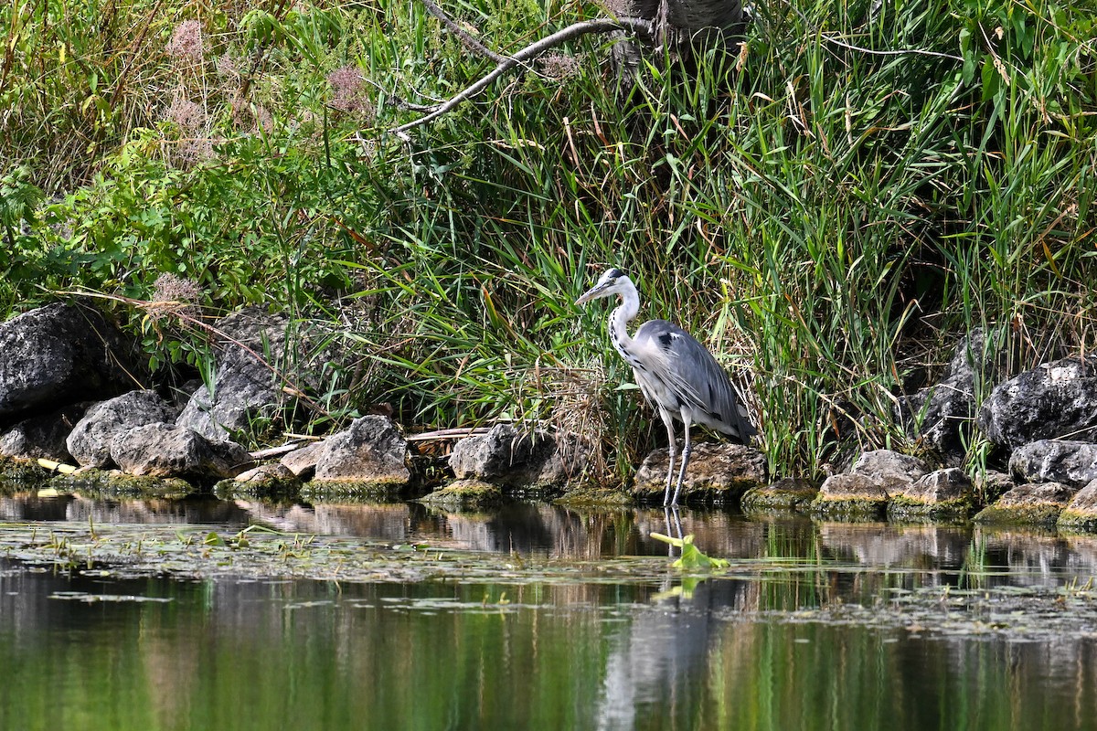 蒼鷺 - ML647274378