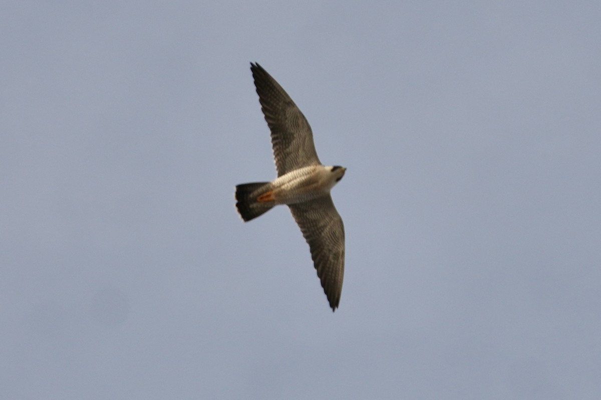 遊隼 - ML647274380