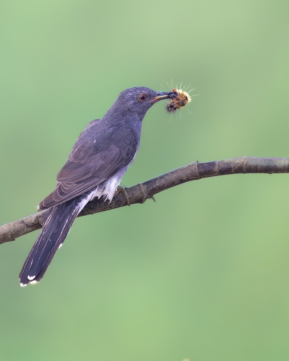 Gray-bellied Cuckoo - ML647274381