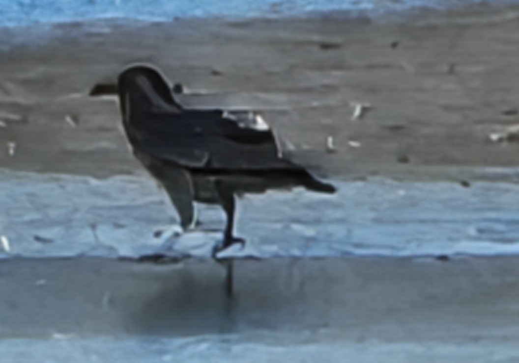 巨嘴鴉 - ML647274383