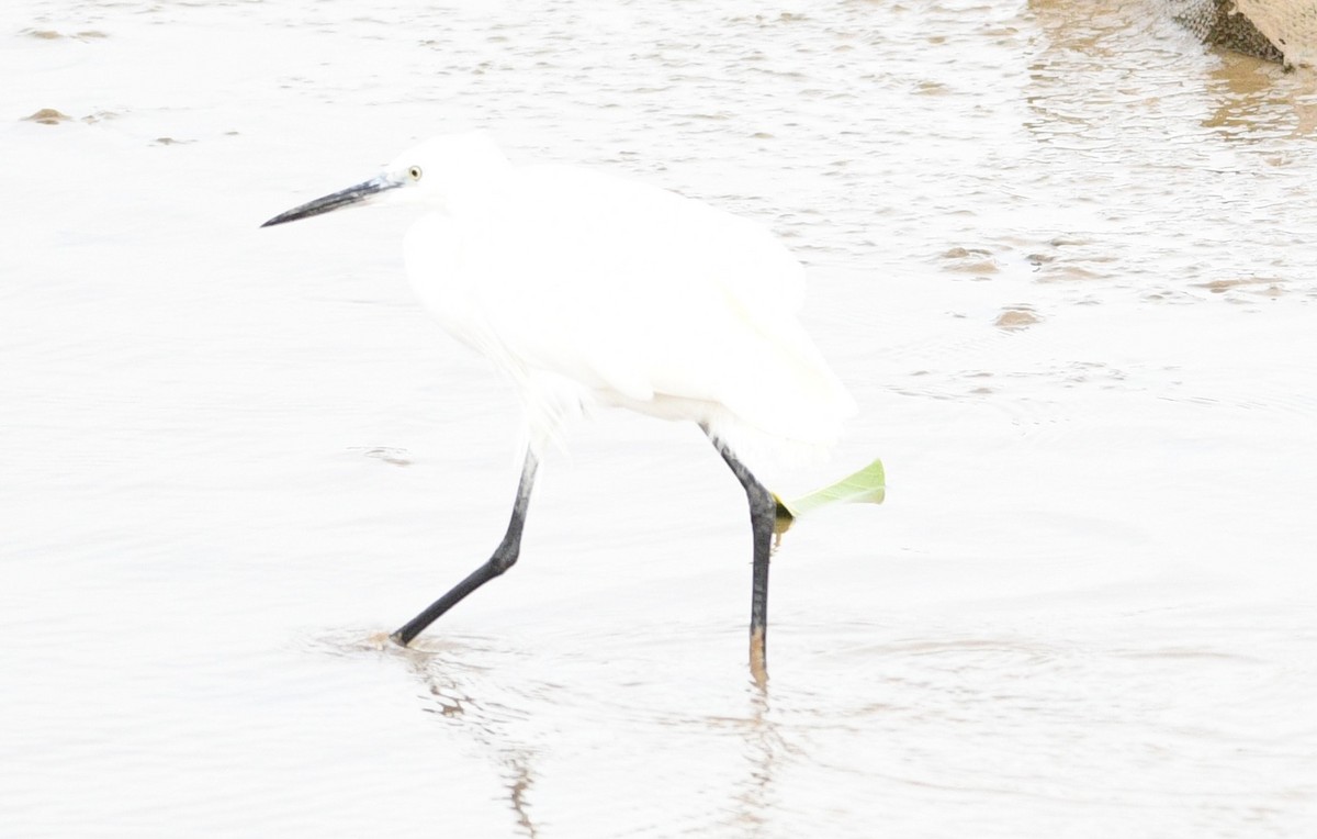 小白鷺 - ML647274385