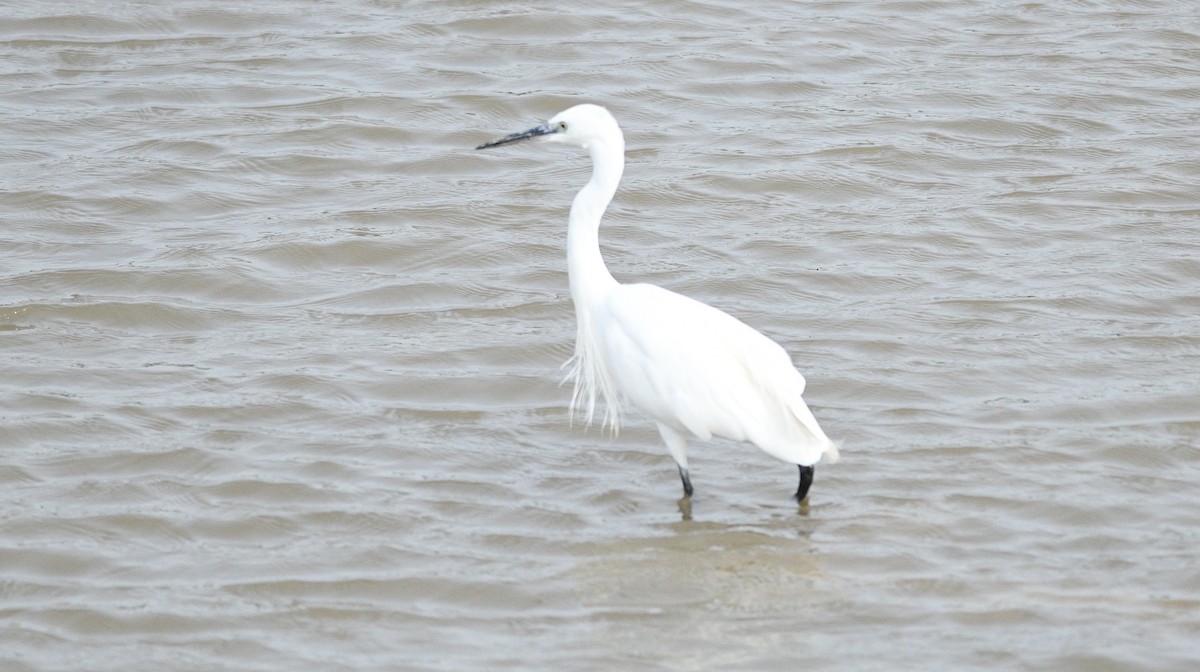 小白鷺 - ML647274386