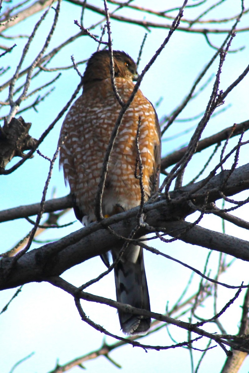 Cooper's Hawk - ML647274393