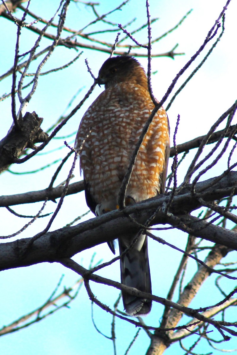 Cooper's Hawk - ML647274394