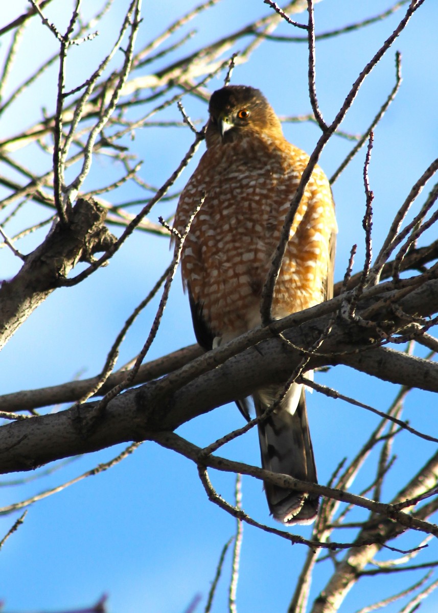 Cooper's Hawk - ML647274395