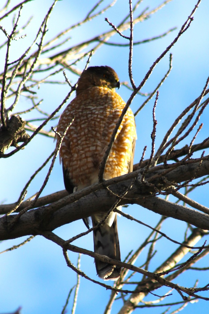 Cooper's Hawk - ML647274396