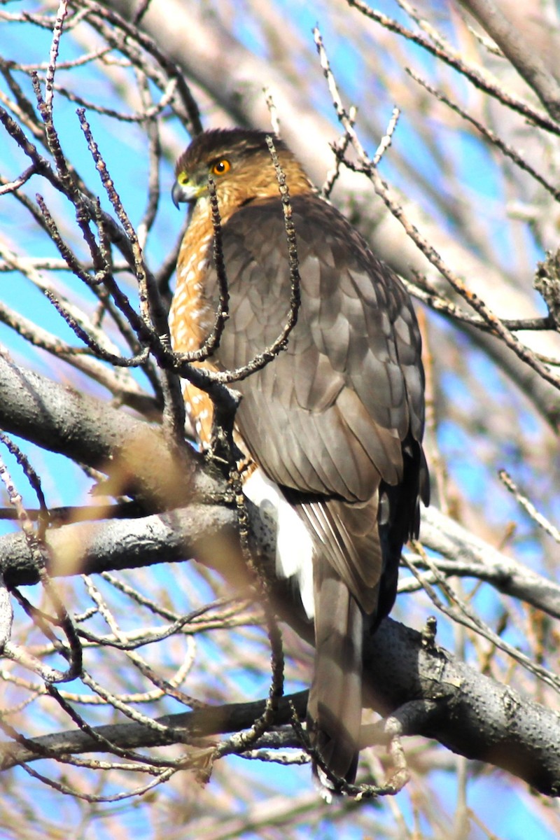 Cooper's Hawk - ML647274397