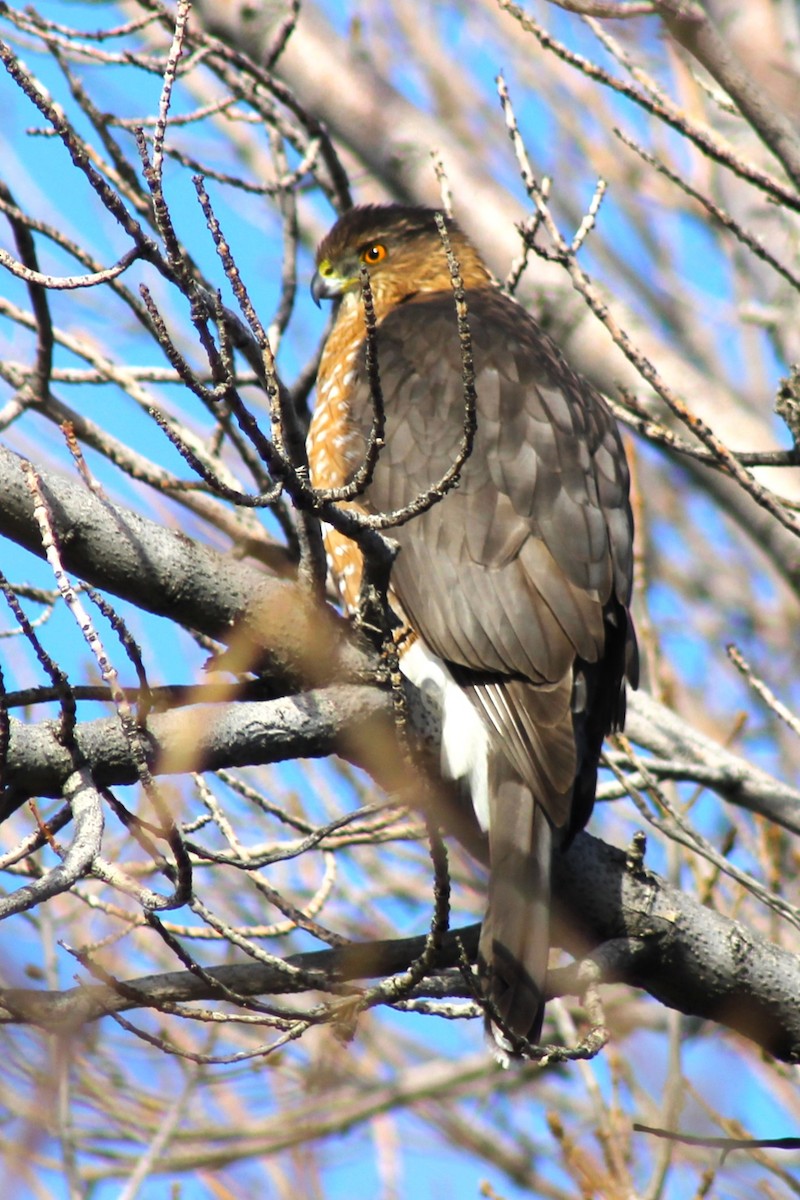 Cooper's Hawk - ML647274398