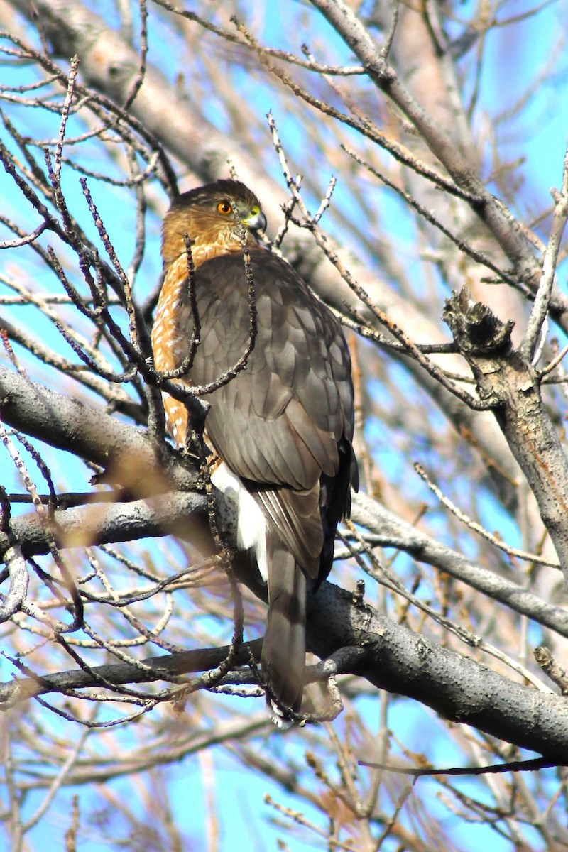 Cooper's Hawk - ML647274399