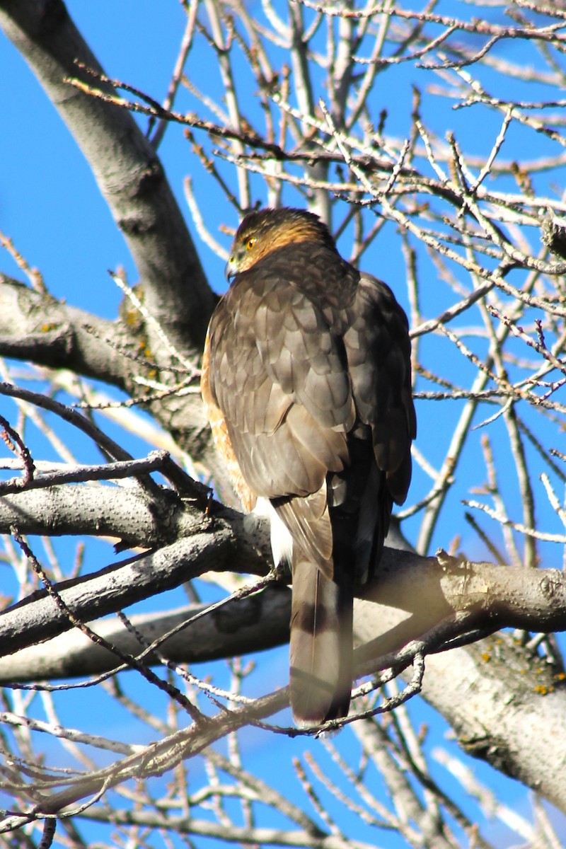 Cooper's Hawk - ML647274400