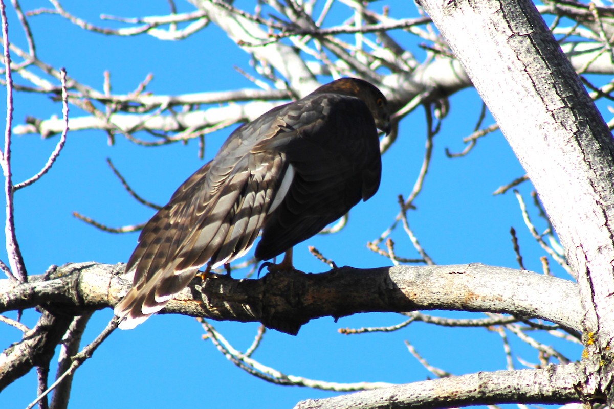 Cooper's Hawk - ML647274401