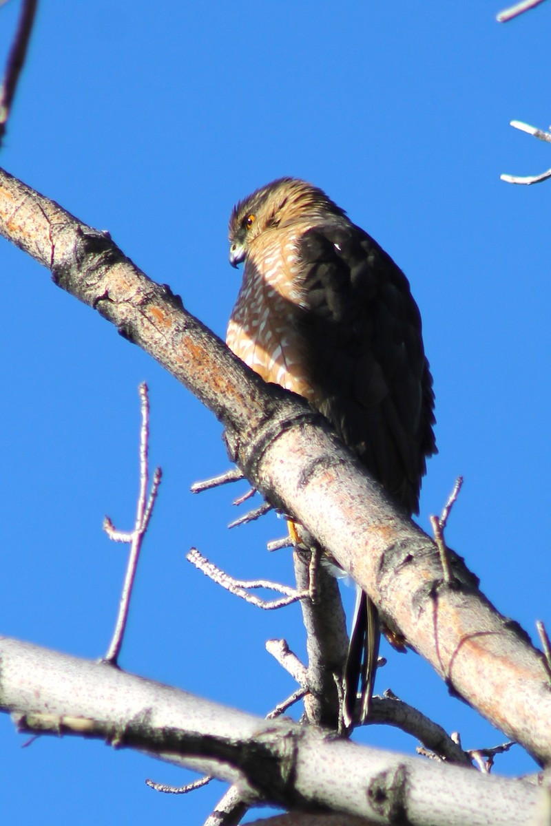 Cooper's Hawk - ML647274402