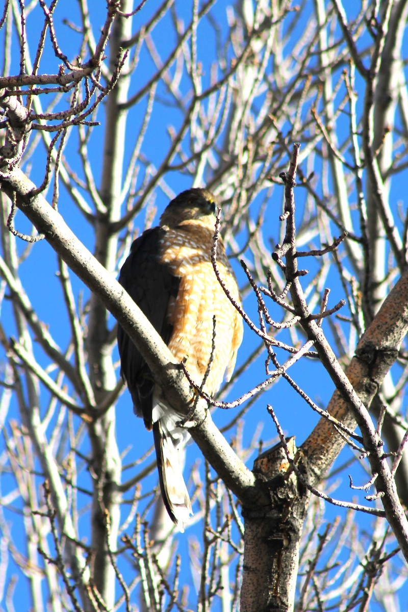 Cooper's Hawk - ML647274403