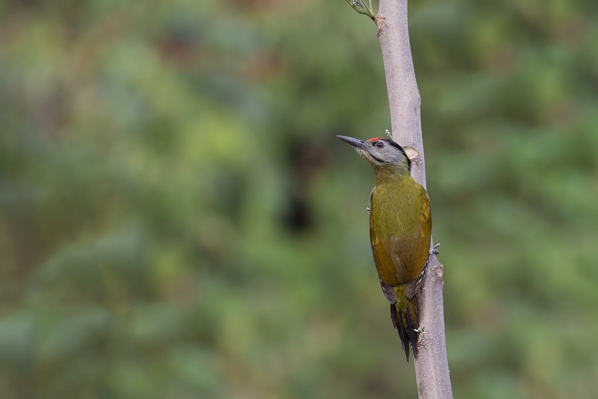 Pic cendré - ML647274407