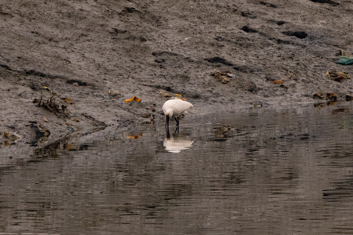 kolpík malý - ML647274412