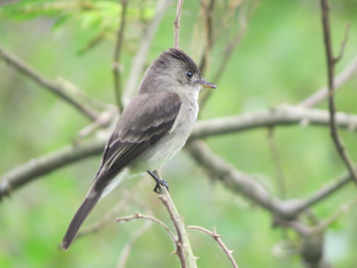 Kuzeyli Tropikal Pivi - ML647274413