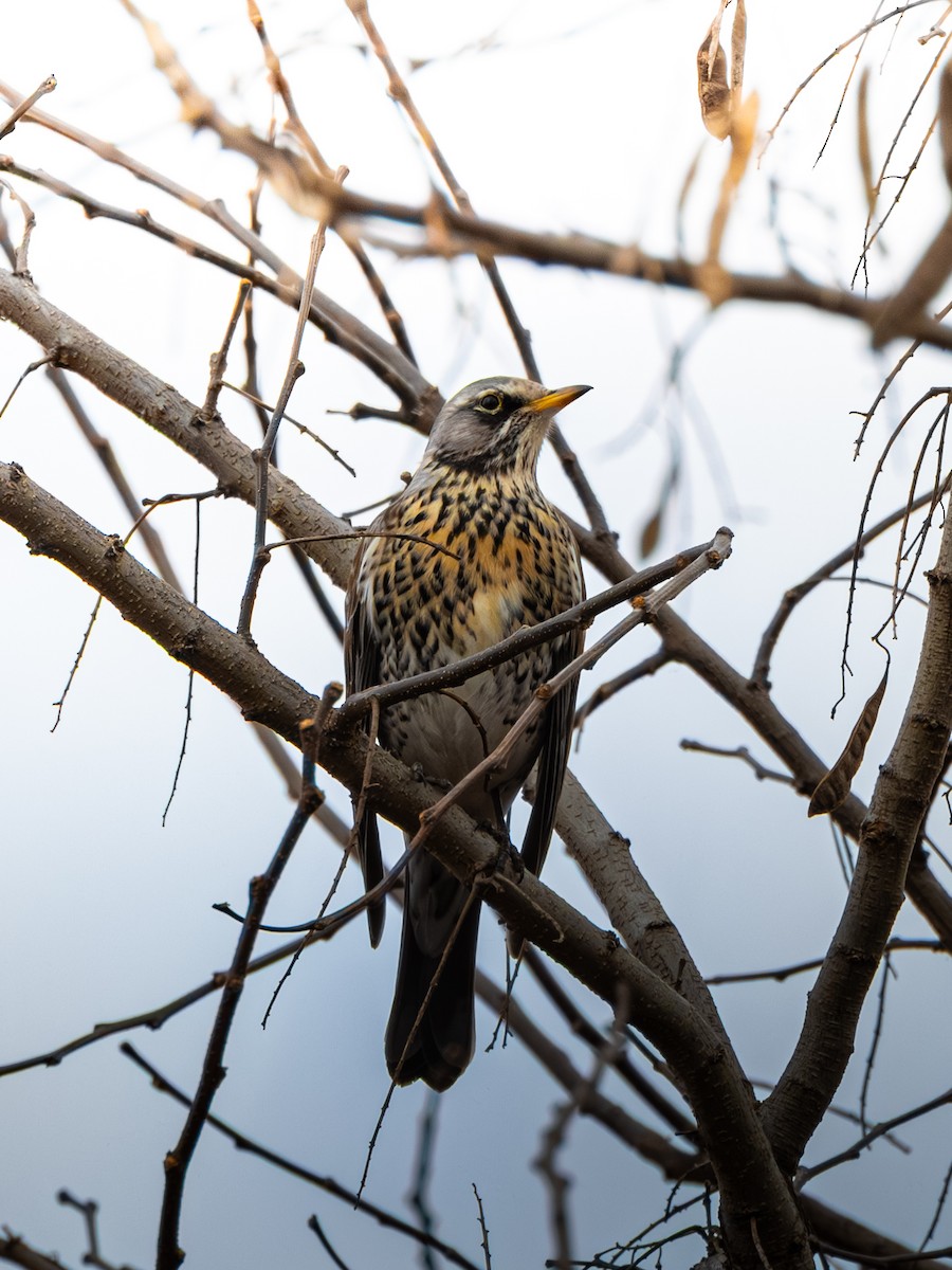 drozd kvíčala - ML647274417