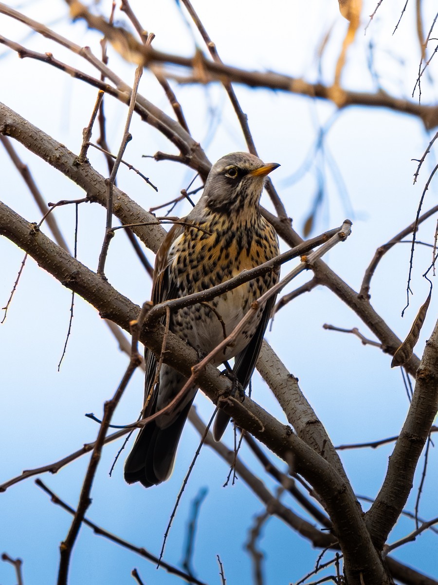 drozd kvíčala - ML647274418