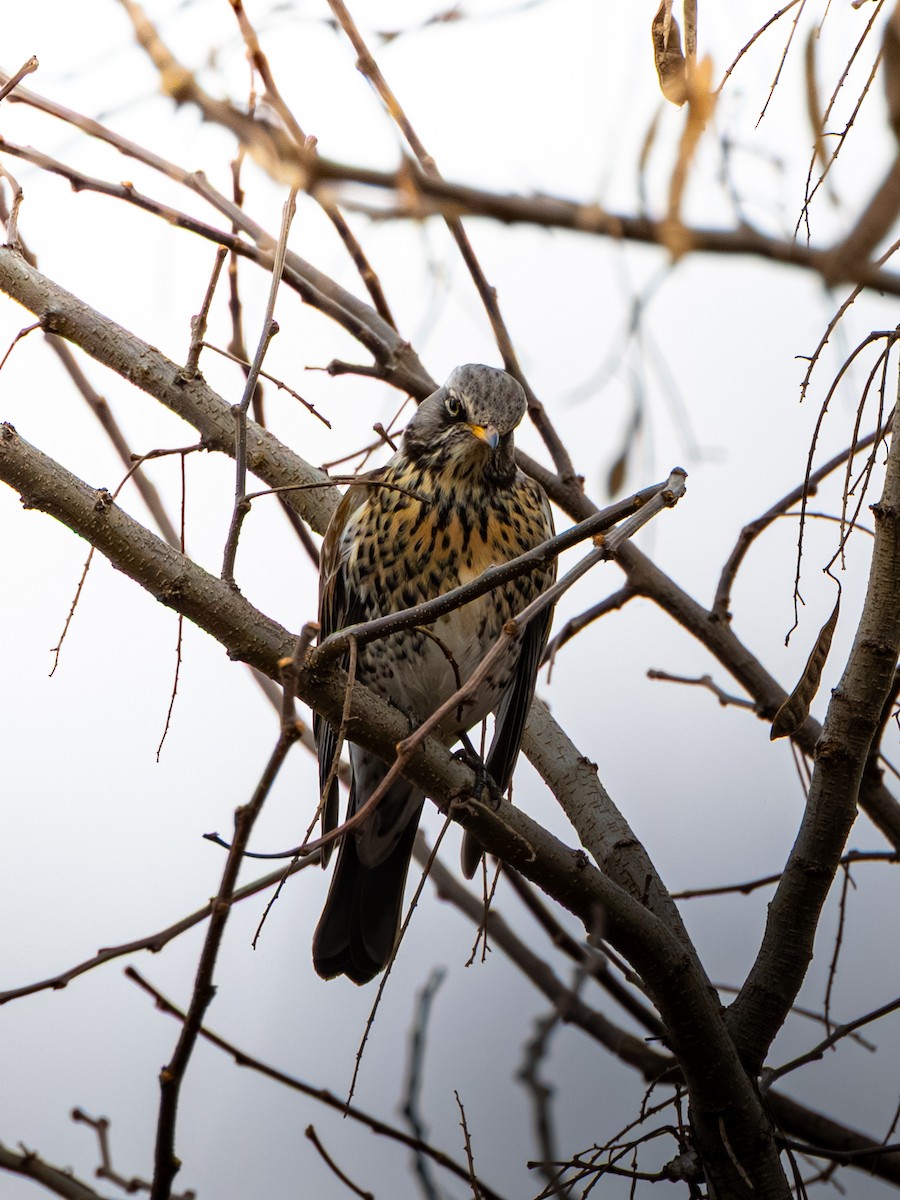 drozd kvíčala - ML647274419