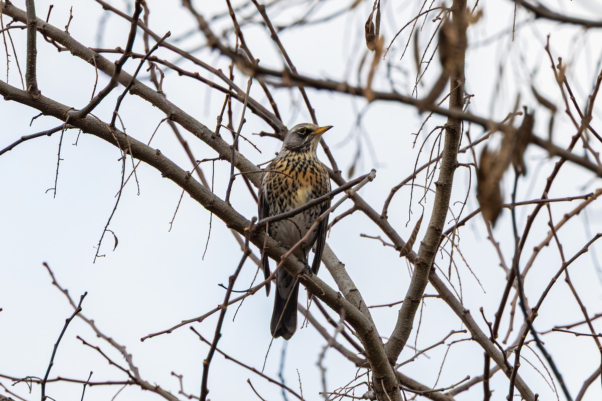 drozd kvíčala - ML647274420