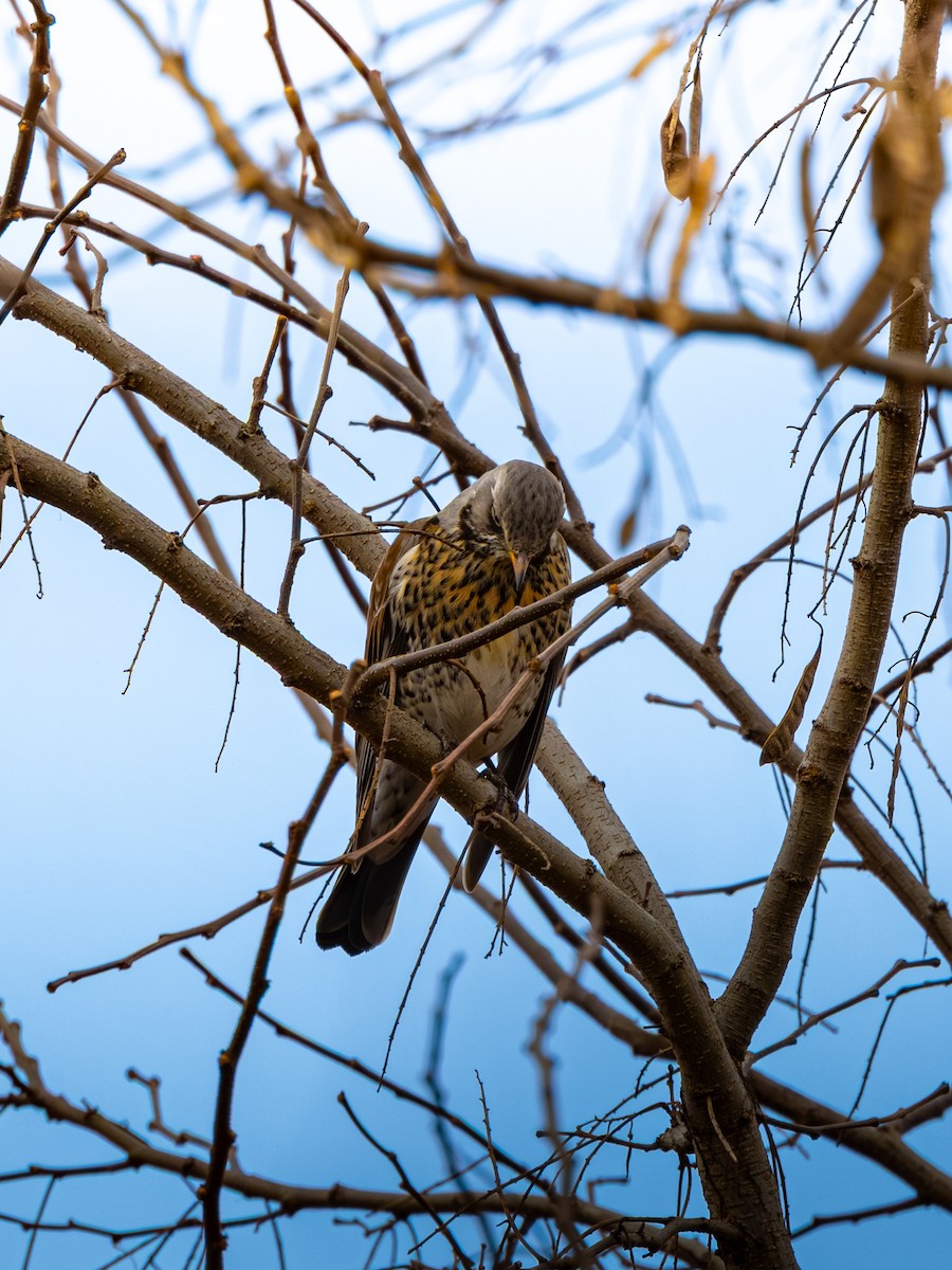 drozd kvíčala - ML647274421