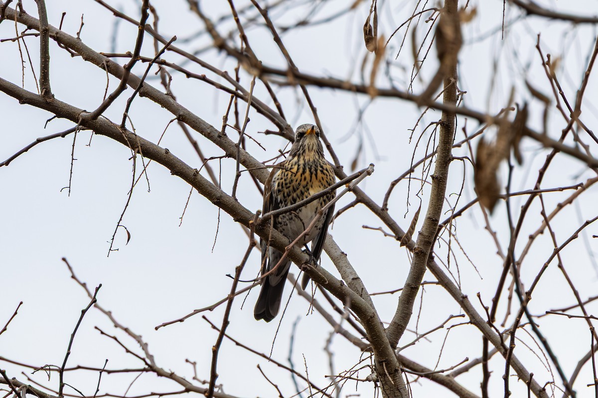 drozd kvíčala - ML647274422