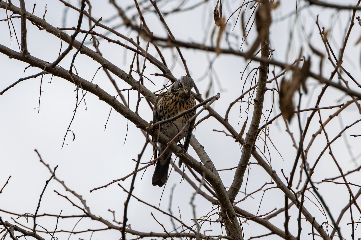 drozd kvíčala - ML647274423